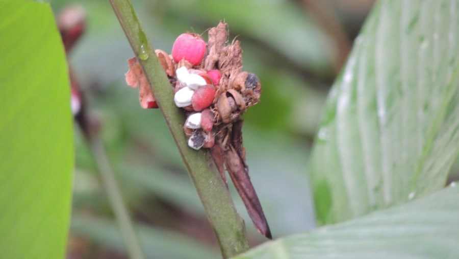 Wild flower at Rain Forest