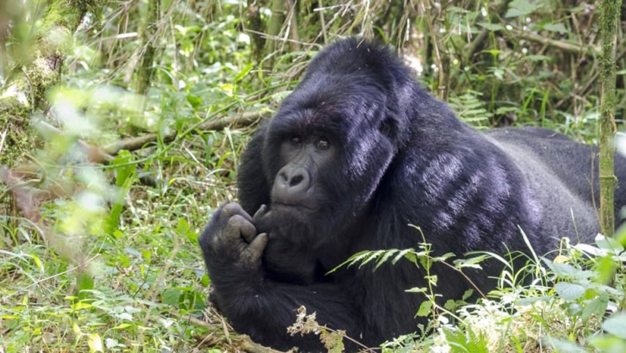 Gorillas, Primate tour Uganda, Mgahinga and Kibale lowlands and mountain Gorillas
