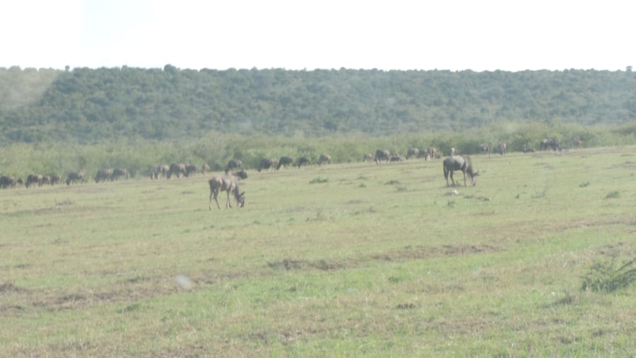 YHA Kenya Travel,  Kenya migration safari, Wildebeest Migration, Hot Air Balloon Safari, small group safaris, Masai Mara Migration, Kenya adventure safaris.