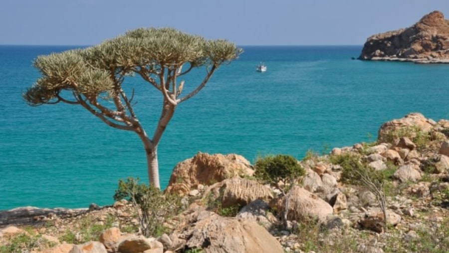 Socotra beach