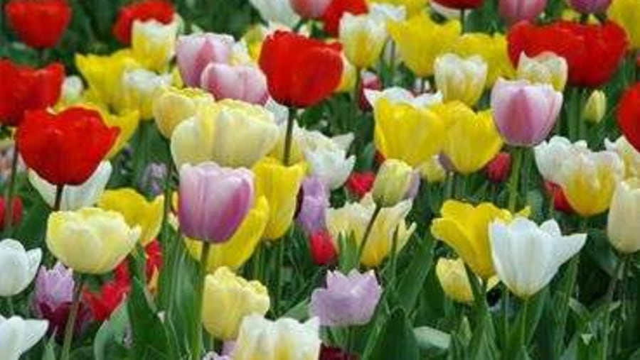 Tulip Garden