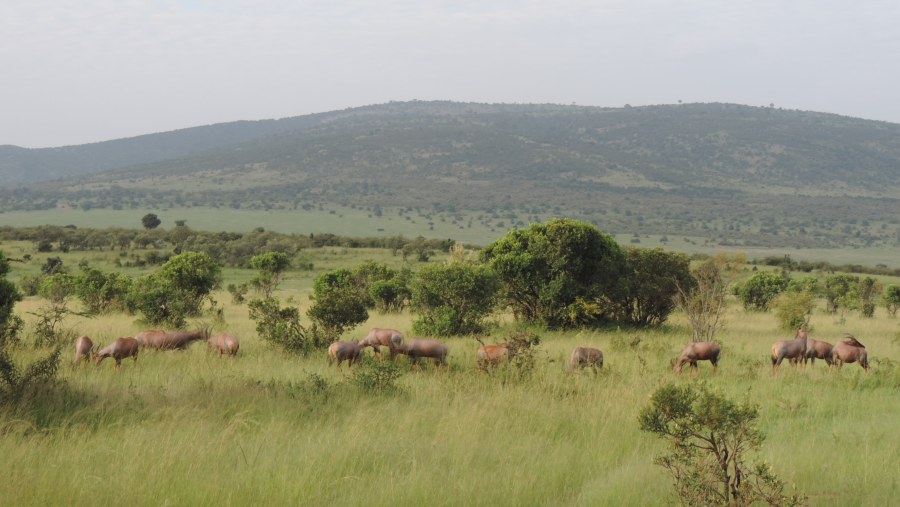 YHA Kenya Travel Tours And Safaris, Masai Mara,Wildlife Safaris, Kenya Holidays, Kenya Adventure Budget Camping Safaris, Best Safaris in Kenya,Wildebeest Migration Safaris.