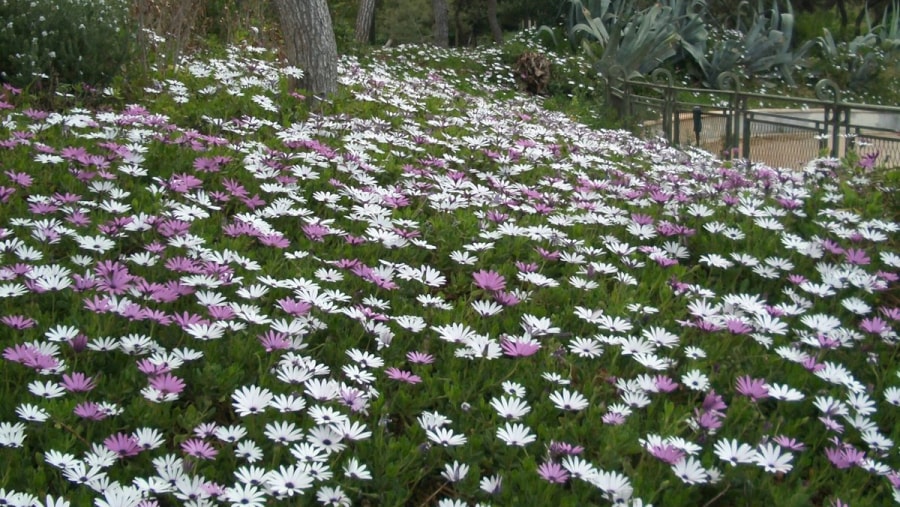 The National Garden is a green oasis in the heart of Athens. The garden is very popular with Athenians, especially during weekends when many families with children come here to take a stroll along the winding paths.