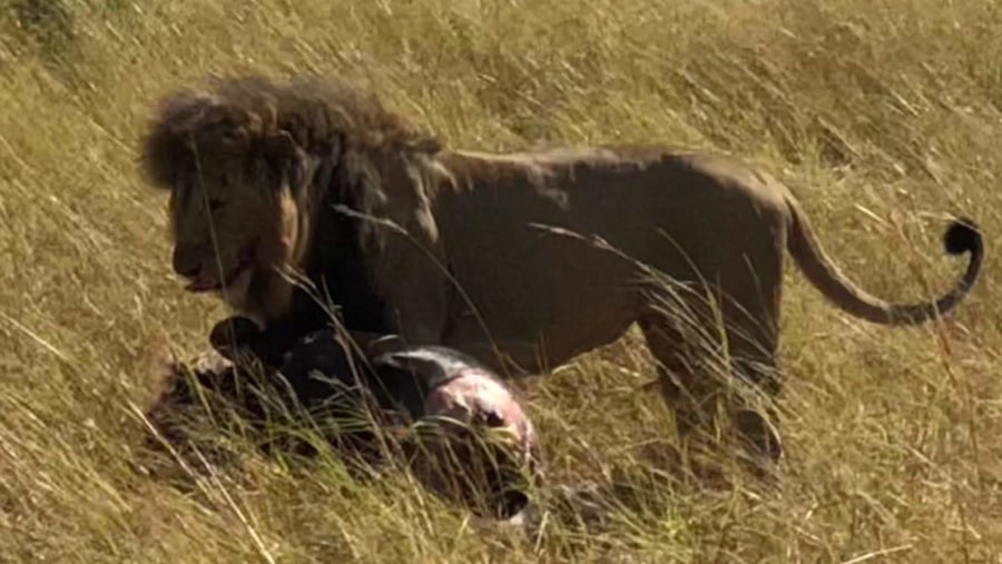 Maasai Mara Family trip