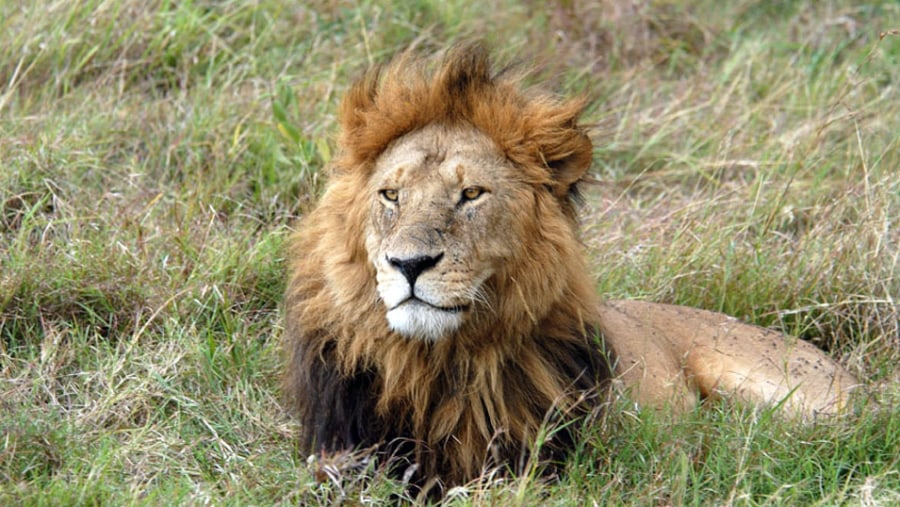 Male Lion