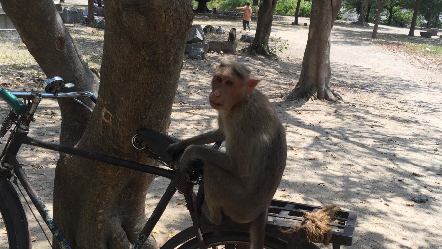 Spiritual sights, breathtaking views, and monkeys