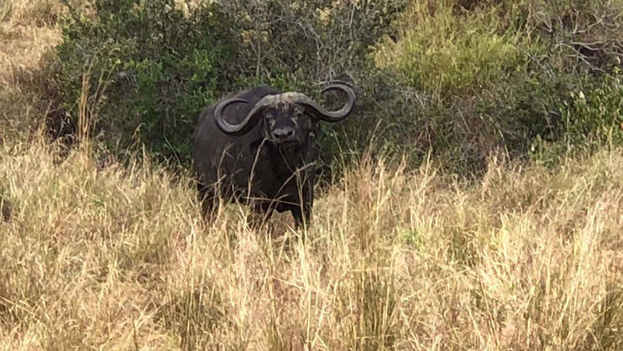 Maasai Mara Family trip