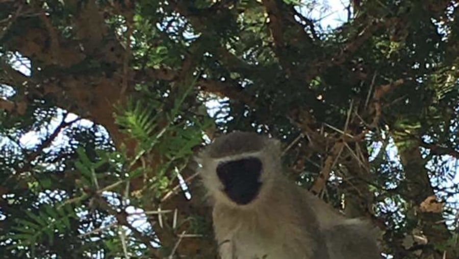 Vervet Monkey(cercopithecus aethiops)