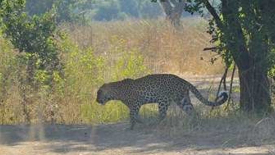 Game drive in Ishasha sector