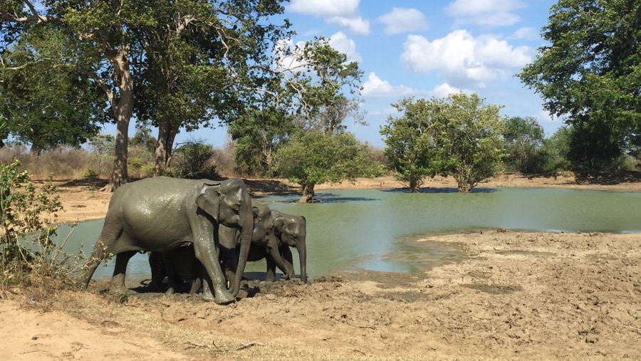 Excellent guide in Sri Lanka