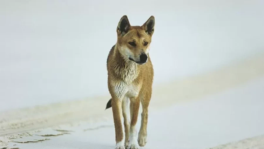 An Australian Dingo