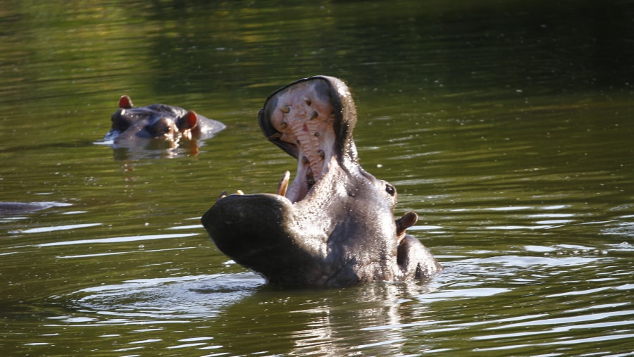 Hippopotamus