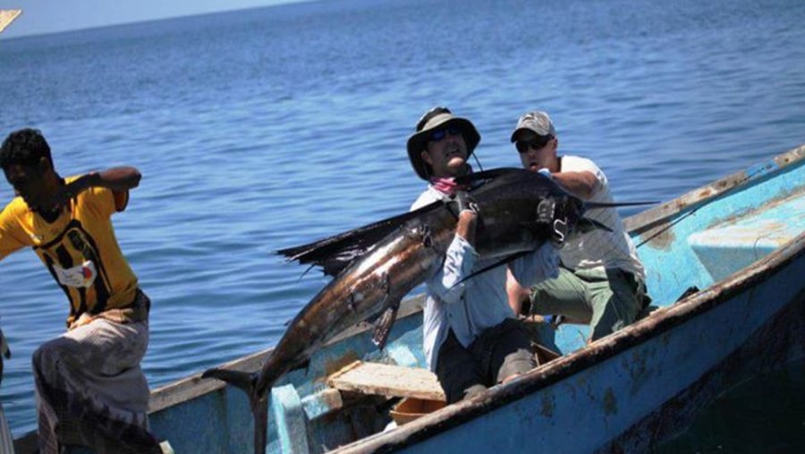 sailfish in Socotra