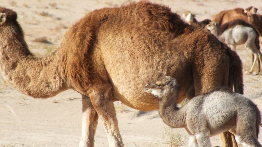 Camels across the desert