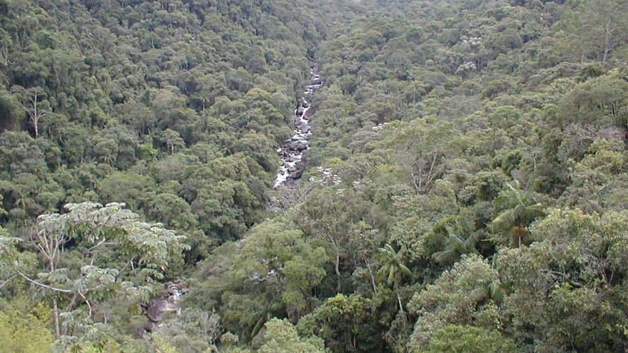 Atlantic Forest