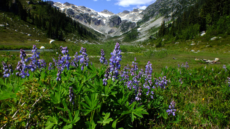 Brandywine Meadows