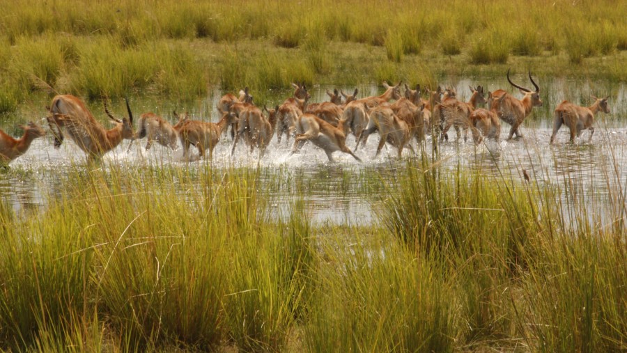 Chobe/Botswana