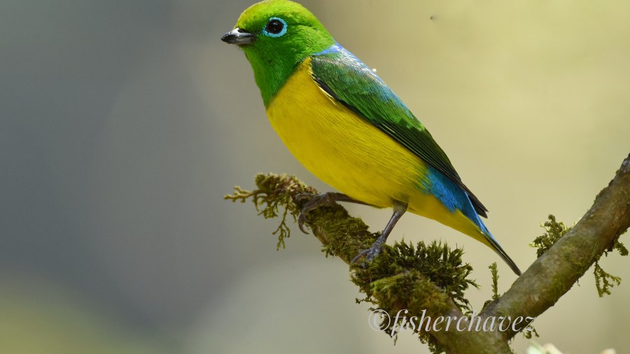 blue-naped chlorophonia