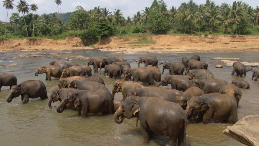 lephant bathing in Srilanka