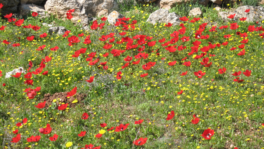 Judean hills - west Jerusalem