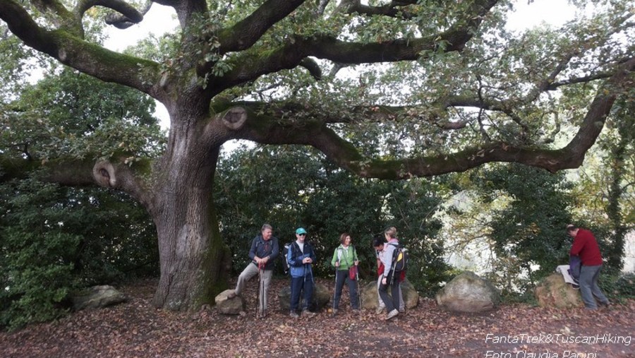 Monumental Trees