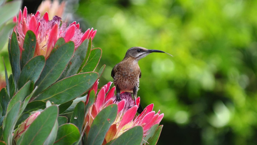 Cape sugarbird