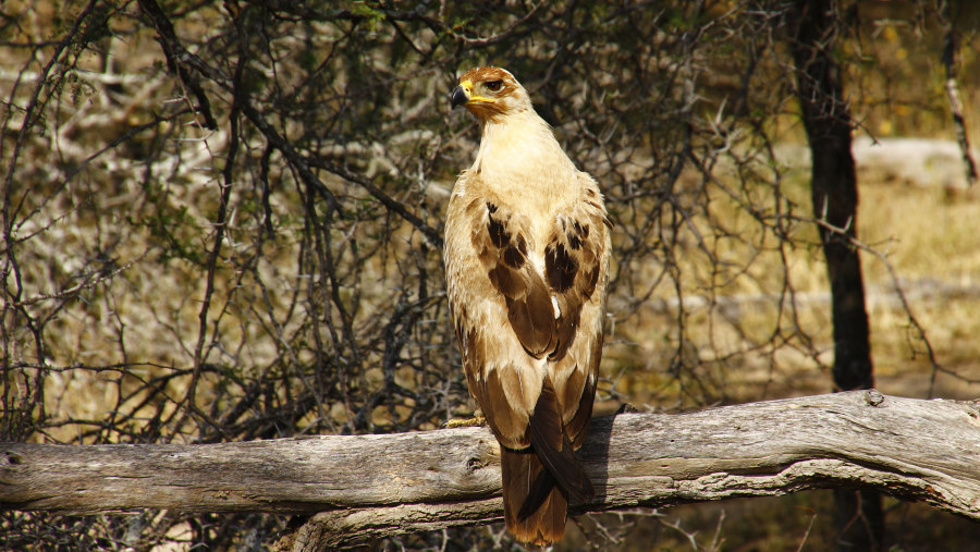 Tawney Eagle