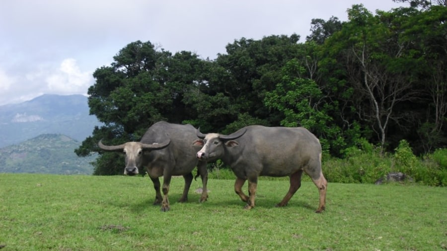 ENE - Loneley Buffaloes OTW to Tiwusora Mountain Lake