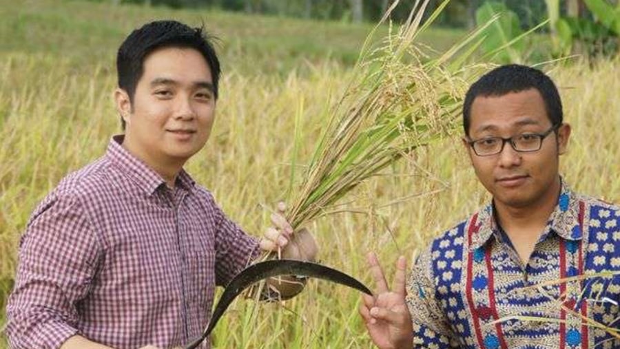 In The Rice Field Plantation