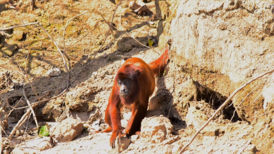 Red howler monkey