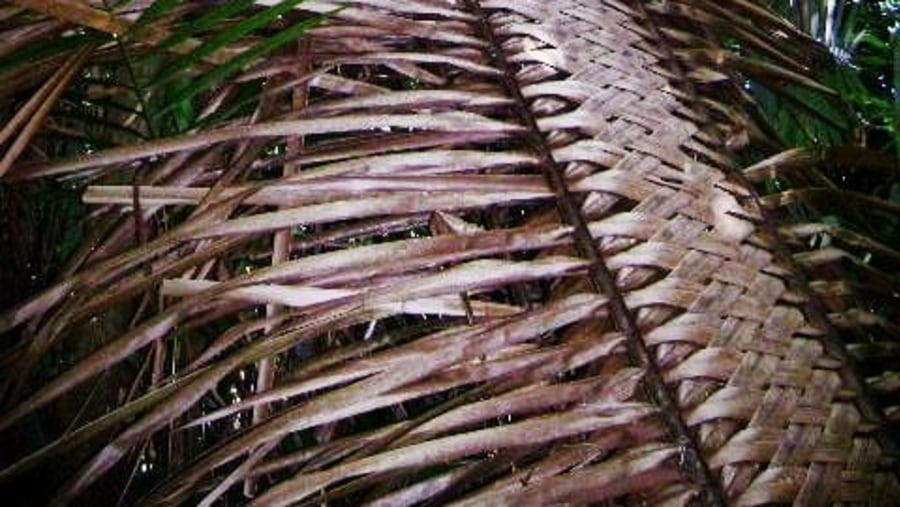 Folded Palm Leaf Shelter