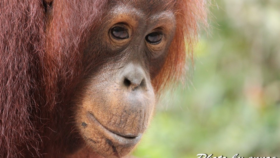 Tanjung Puting National Park