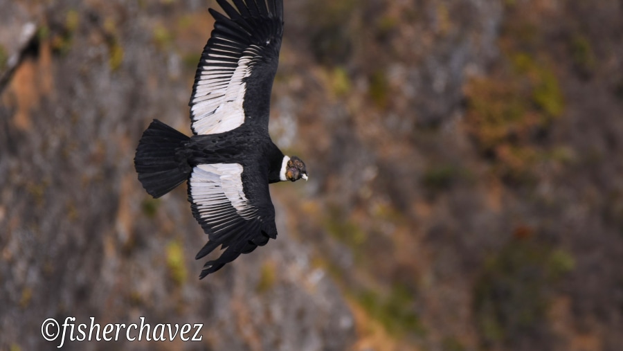 Andean condor