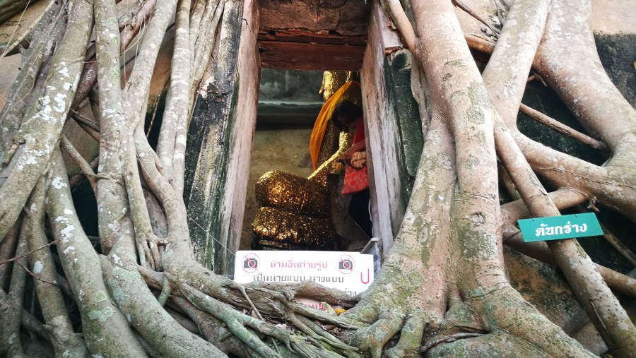 Look through window of temple that wrapped by banyan tree.