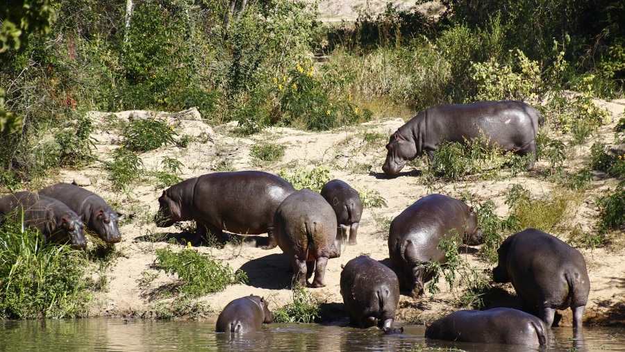 Hippopotamus 