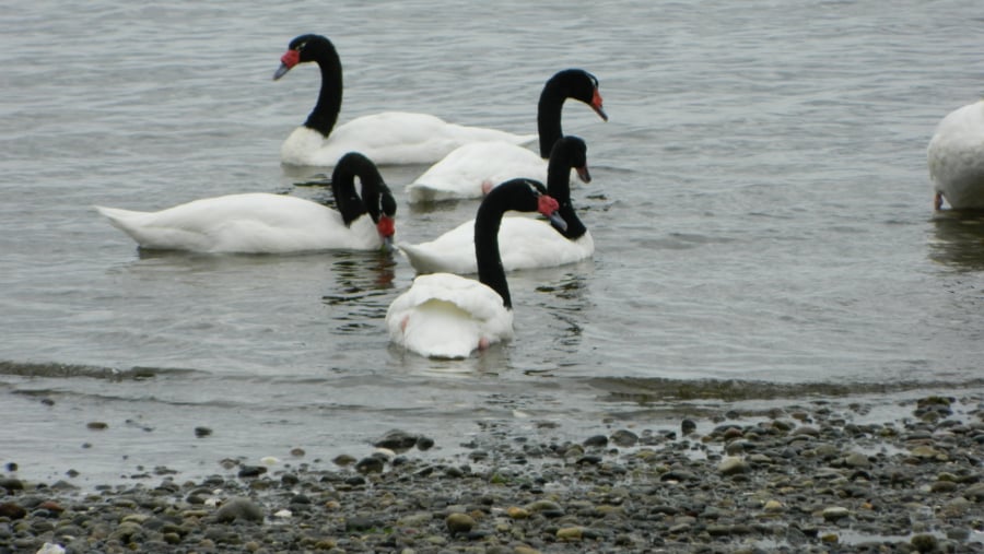 swans in Chiloe Island