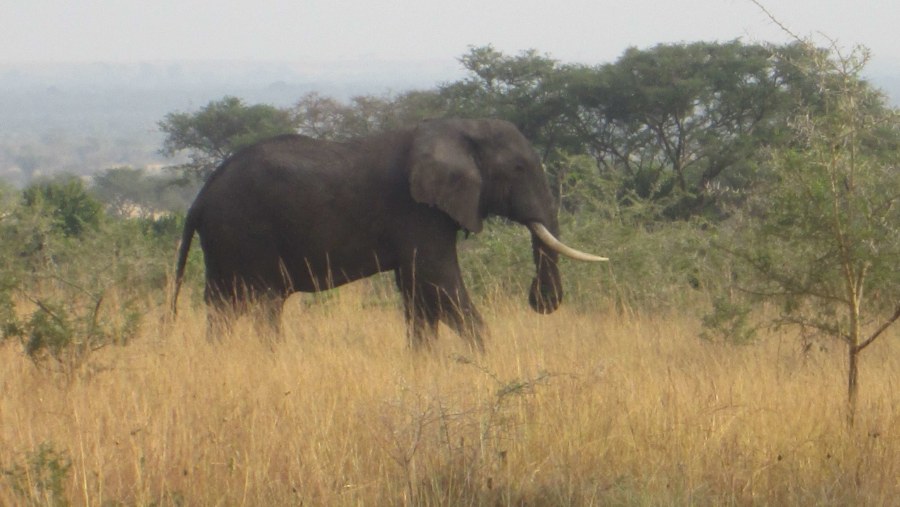 elephant in ishasha