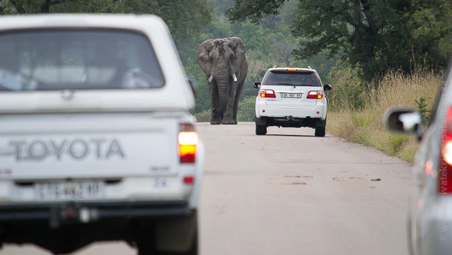 Elephant Road Block