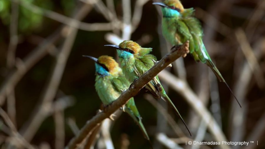 Birds in Srilanka