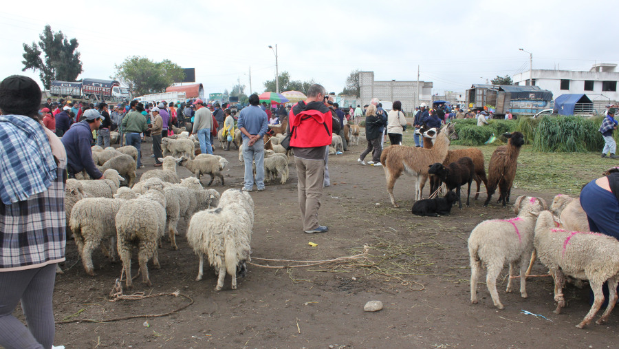 animal market