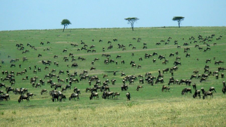 Excellent Tanzania Safari