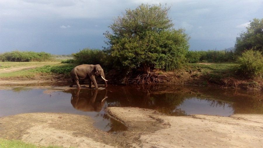 tusker elephent