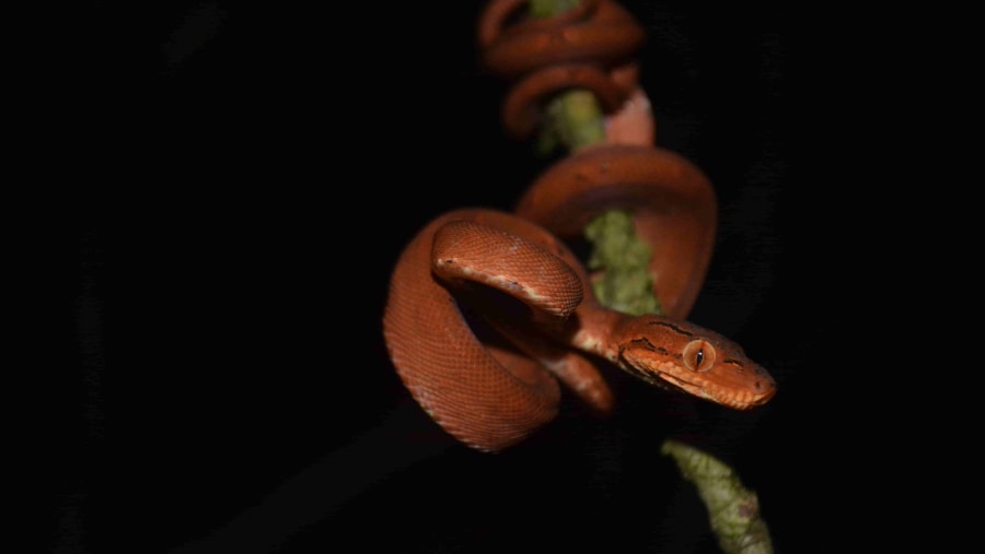 Common tree Boa