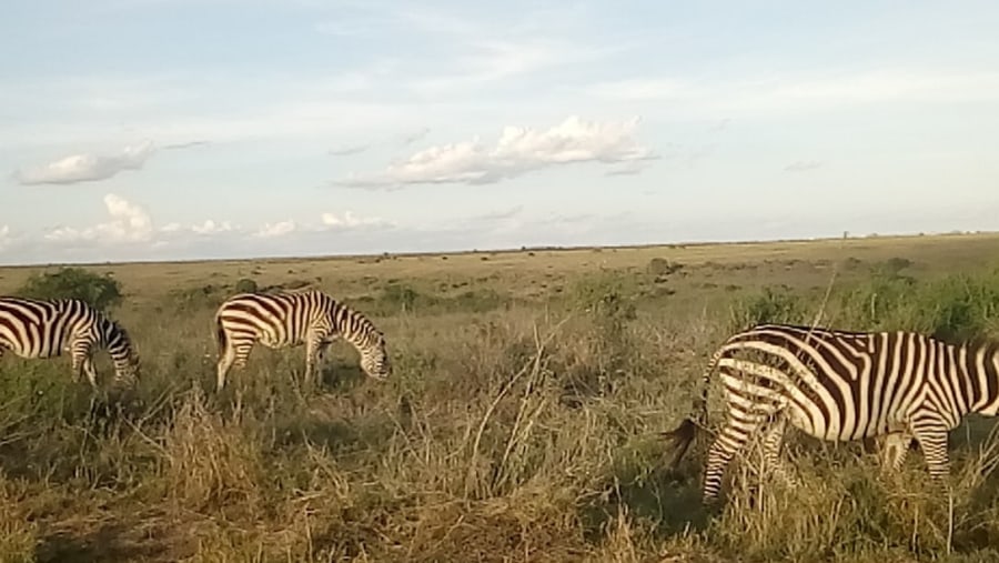 Common Zebras