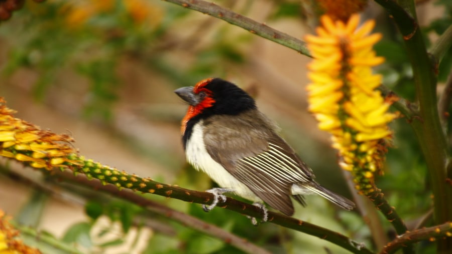 Black Collared Barbet