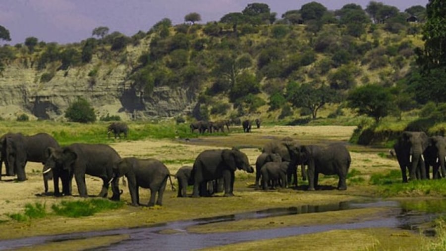 Elephants herds at Tanzania wildlife Safari