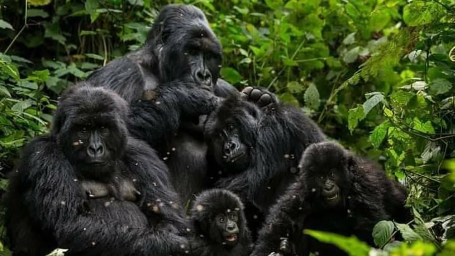 Gorilla Fa Impenetrable National Parkmiy in Bwindi