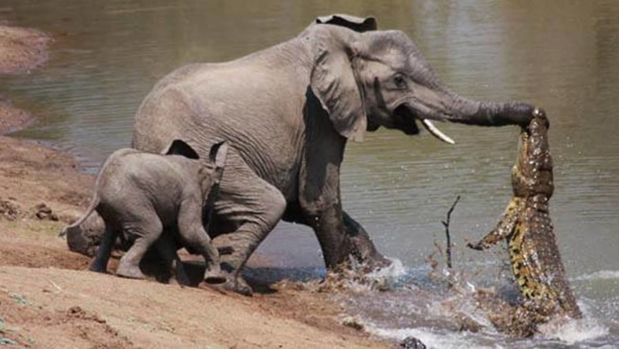 crocodile hunting elephant