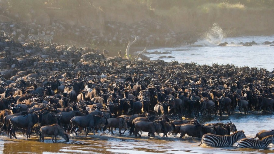 wildebeest migration