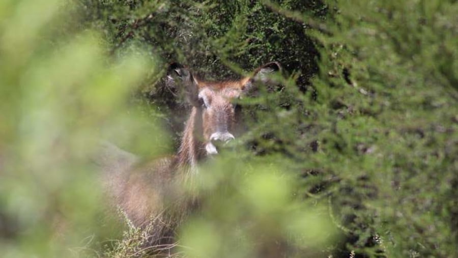 A WATERBUCK 